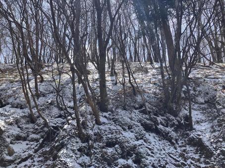 雪と木 雪と木の写真