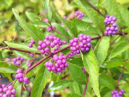 ムラサキシキブ_6 ムラサキシキブ,花木,果実の写真素材