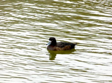 郊外の池で越冬するスズガモのメス 郊外の池で越冬するスズガモのメス スズガモ,鳥,野鳥の写真素材