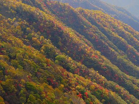 色とりどりに染まる山の斜面の紅葉 紅葉,秋,10月の写真素材