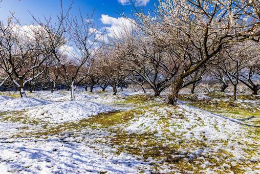 いなべ市農業公園　満開の梅園 花,梅,春の写真素材