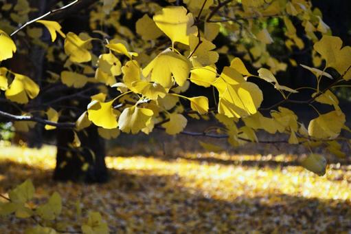 イチョウの葉とイチョウの絨毯 イチョウ,銀杏,秋の写真素材
