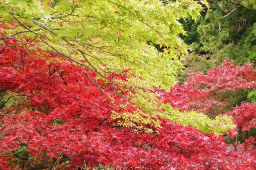 秋の紅葉 秋の紅葉の写真