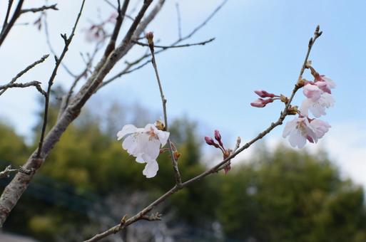 ちり桜 ちり桜の写真