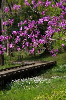 ピンク色の花と木道(東京・野川公園・4月) ピンク色の花と木道(東京・野川公園・4月)の写真