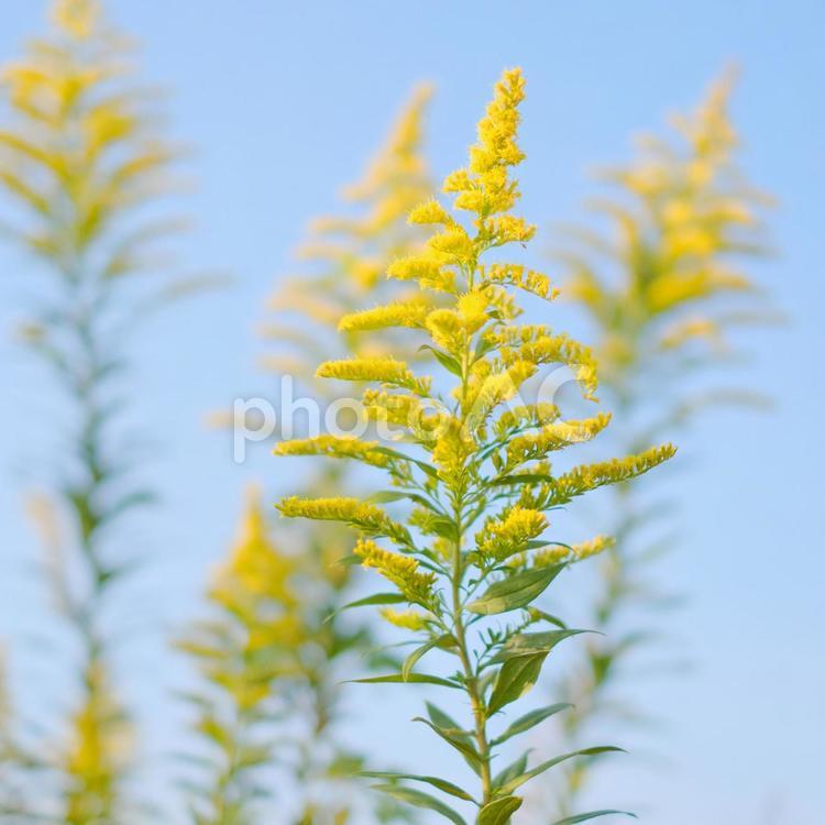 セイタカアワダチソウ セイタカアワダチソウ,秋,野原の写真素材