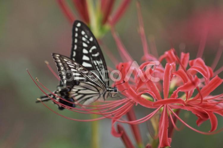 曼珠沙華と蝶々 アゲハチョウ,彼岸花,蝶々の写真素材