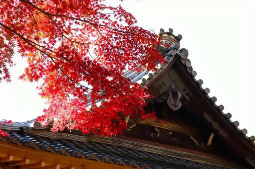 赤山禅院の紅葉 赤山禅院,紅葉,せきざんぜんいんの写真素材