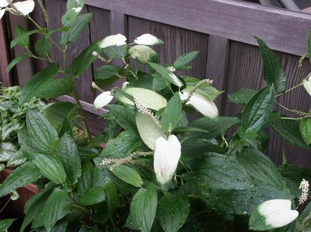 ハンゲショウ・半夏生のマクロ写真の写真