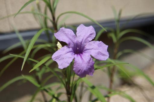 ヤナギバルイラソウ ヤナギバルイラソウ,やなぎばるいらそう,花の写真素材