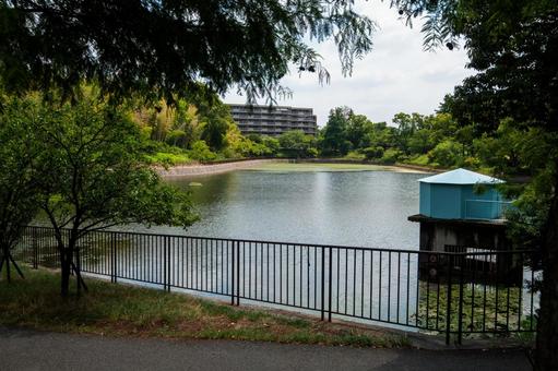 桃山公園の夏 桃山公園,吹田市,桃山台の写真素材