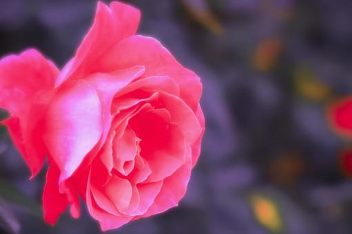 日差しを受ける美しいピンクの薔薇の花 日差しを受ける美しいピンクの薔薇の花 植物,花,薔薇の写真素材