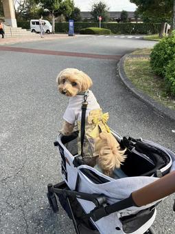 マルプー　けんけん 犬,かわいい,マルプーの写真素材