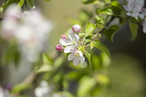 咲き始めたリンゴの花 咲き始めたリンゴの花 りんご,春,花の写真素材