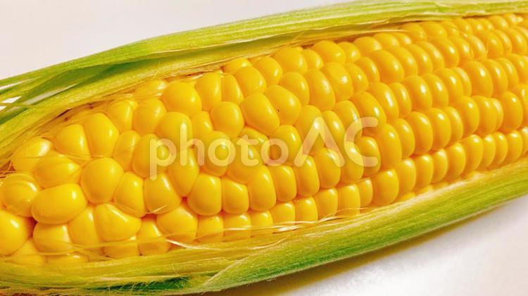 とうもろこし　穀物　夏野菜　イメージ　素材9 とうもろこし,トウモロコシ,コーンの写真素材