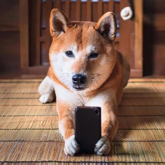スマホ犬2 スマホ犬2の写真