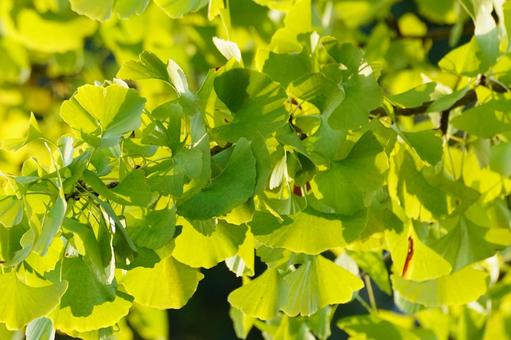 イチョウの葉 イチョウ,葉,黄葉の写真素材