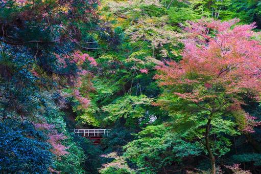 紅葉風景 紅葉風景,紅葉,箕面の写真素材