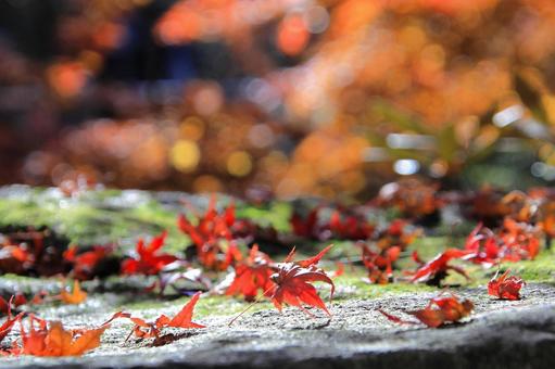 Fallen autumn leaves-4, JPG