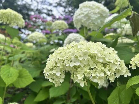 紫陽花 紫陽花,公園,梅雨の写真素材