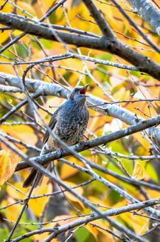 ヒヨドリ(41) 鳥,鳥類,ヒヨドリの写真素材