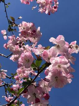 桜のアップ 桜のアップの写真