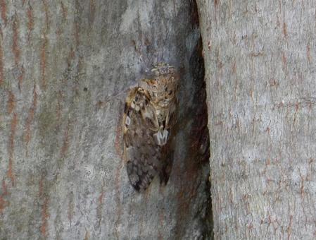 【昆虫写真】ニイニイゼミ 【昆虫写真】ニイニイゼミの写真
