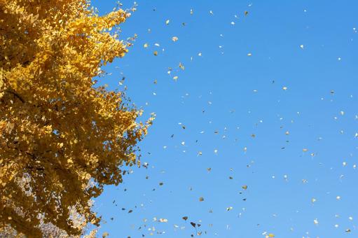 秋風に吹かれて散りゆくイチョウの葉 イチョウ,銀杏,紅葉の写真素材