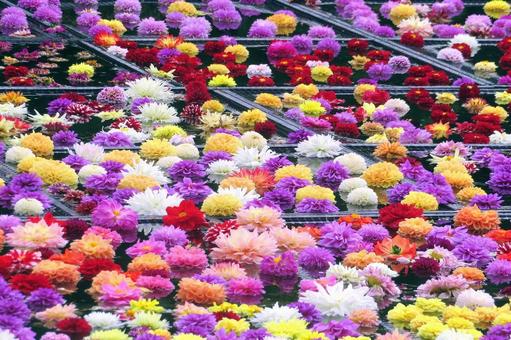 カラフルな池泉天竺牡丹/由志園 天竺牡丹,花,ダリアの写真素材