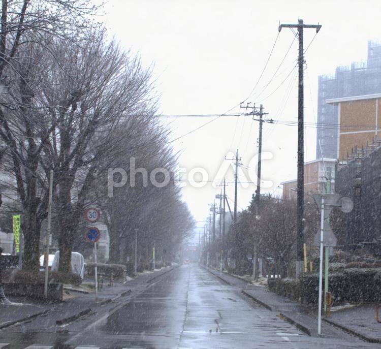 雪の街路樹 雪,街路樹,道路の写真素材