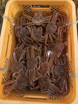 歳末から新年にかけて市場で売られる松葉蟹 蟹,松葉蟹,ズワイガニの写真素材