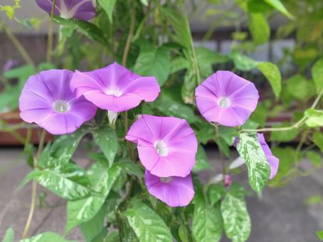ピンク系の朝顔の花 ピンク系の朝顔の花 朝顔,あさがお,アサガオの写真素材