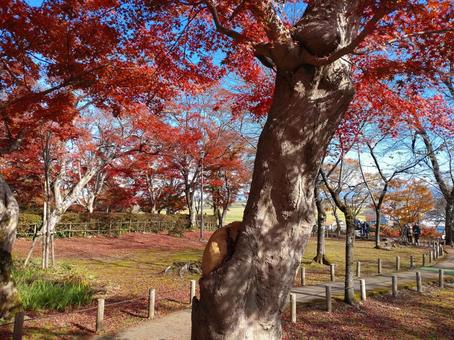 紅葉 自然,もみじ,紅葉狩りの写真素材
