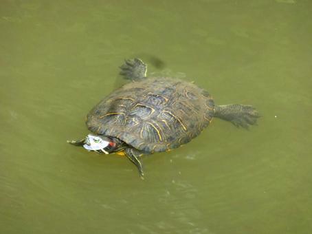 郊外の池にぷかぷか浮かぶミドリガメの写真