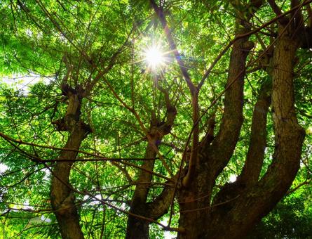 夏の木漏れ日 夏の木漏れ日 木漏れ日,森,木々の写真素材