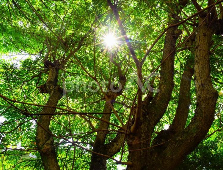 夏の木漏れ日 木漏れ日,森,木々の写真素材