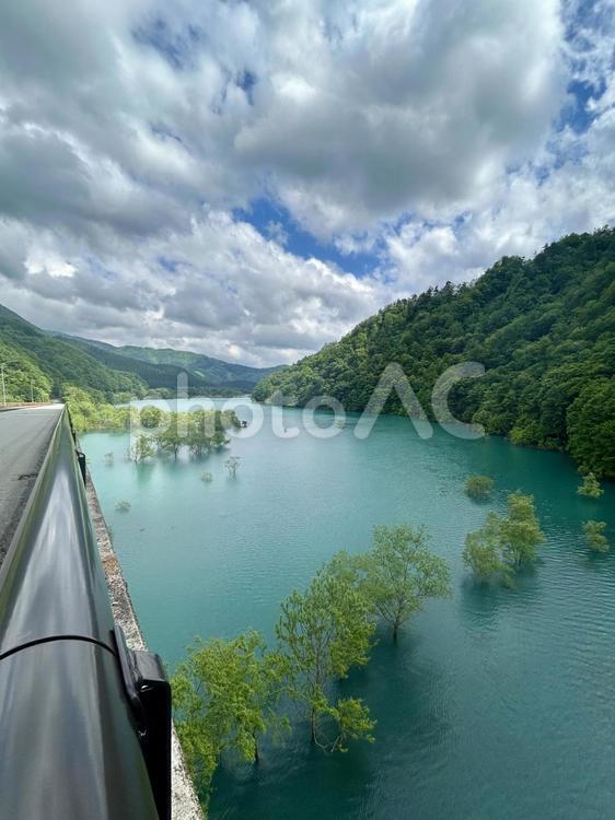 美しい水没林 水没林,美しい,新緑の写真素材