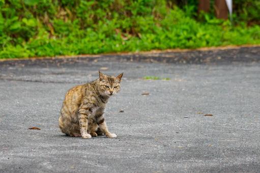 猫(121) 猫(121)の写真
