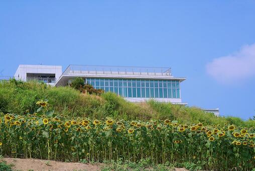 あわじ花さじき　2026年124　向日葵 兵庫県,あわじ花さじき,2026年の写真素材