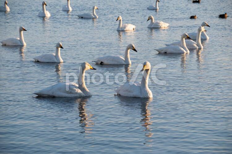 白鳥と鴨と瓢湖 コハクチョウ,羽ばたき,渡り鳥の写真素材