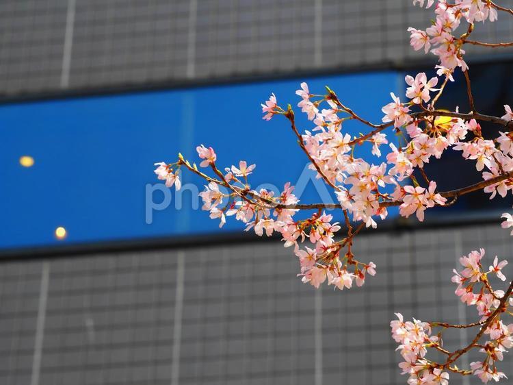 ビルの窓に写る満開のサクラ(横構図) 花,桜,さくらの写真素材