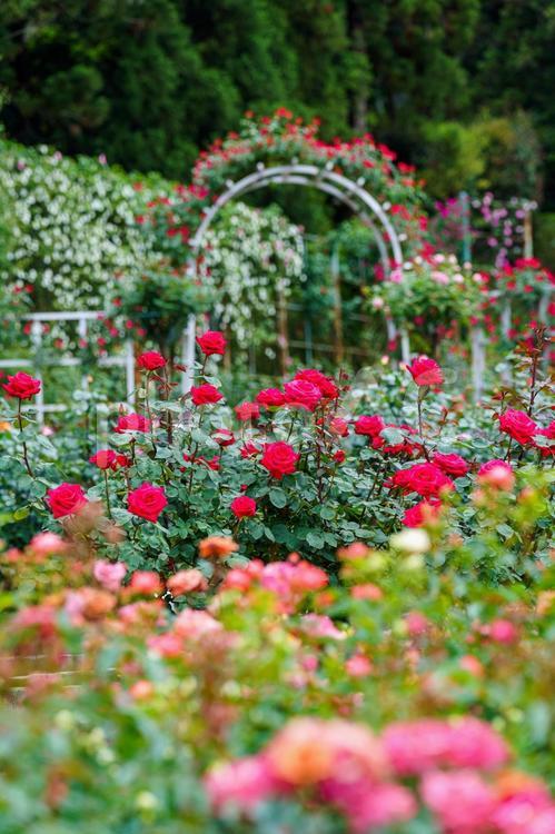 バラ園に咲くたくさんの薔薇の花 薔薇,バラ,ローズの写真素材