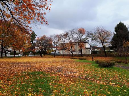晩秋＿落葉 公園,落ち葉,紅葉の写真素材