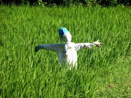 8月、水田に立つカカシその3 カカシ,人形,田んぼの写真素材