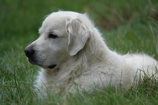 The Retrievers 犬,大型犬,レトリーバーの写真素材