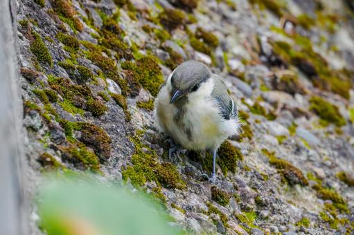 シジュウカラの若鳥⒀ シジュウカラの若鳥⒀の写真