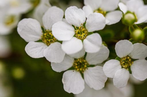 White Spiraea, JPG White Spiraea, JPG