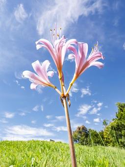 秋空に伸びる薄紅の花 秋空に伸びる薄紅の花 リコリス,薄紅,秋空の写真素材