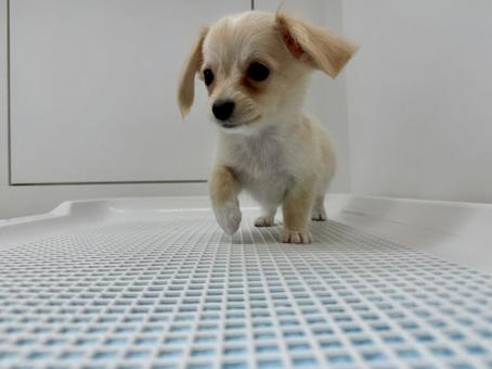 チワワ×ミニチュアダックスフンド　男の子 犬,イヌ,いぬの写真素材