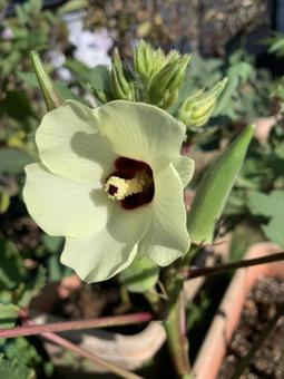 オクラの花 オクラの花の写真